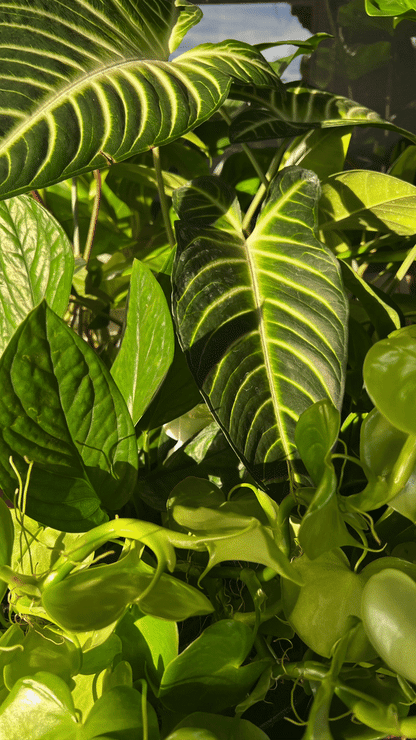 Kelp Mist Foliar Spray