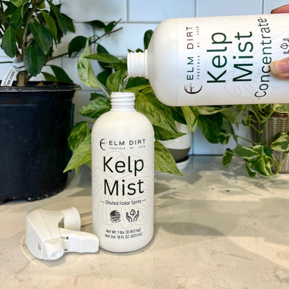Kelp Mist - Elm Dirt - 