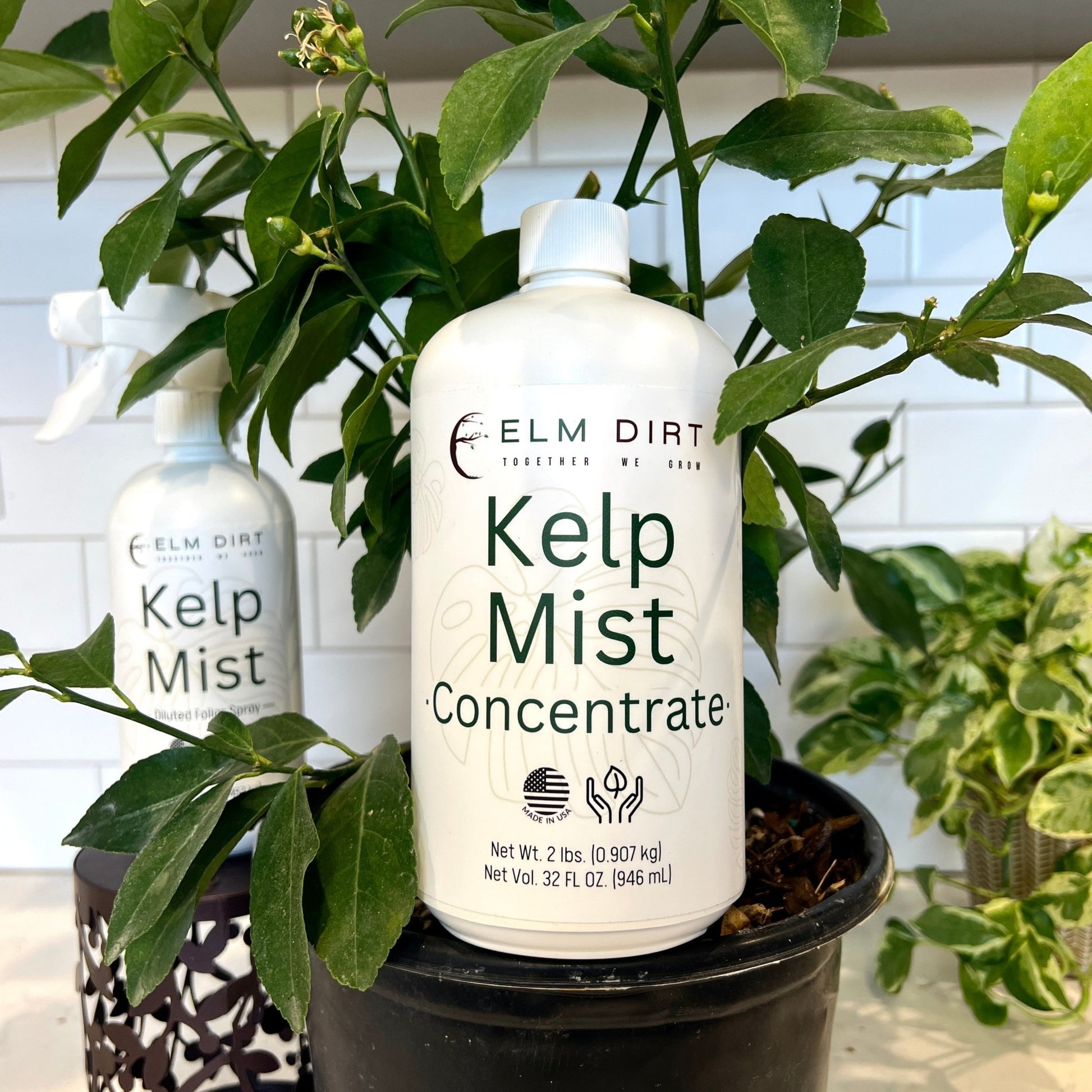 organic liquid seaweed and kelp fertilizer supplement by bloom city Kelp Mist, 16 oz Kelp Mist