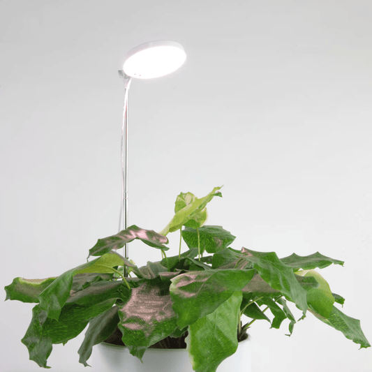 LED Plant Light - Elm Dirt - 